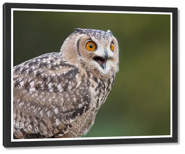 Savigny's Eagle Owl - Single adult calling