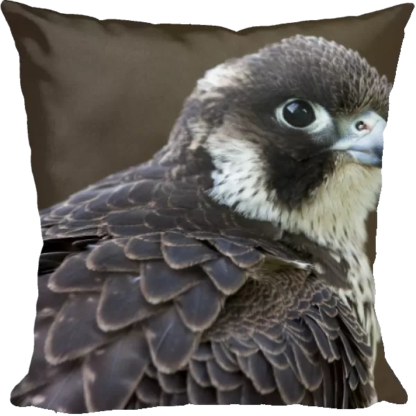 Peregrine Falcon - close-up of single immature bird. Gloucestershire, England