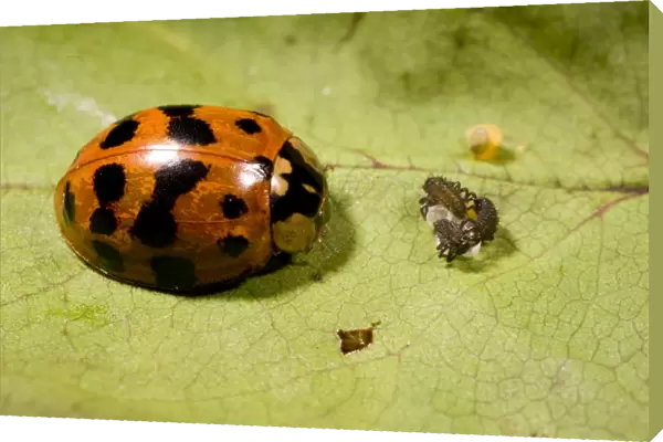Adult Harlequin Ladybird with newly hatched larvae and eggs. UK