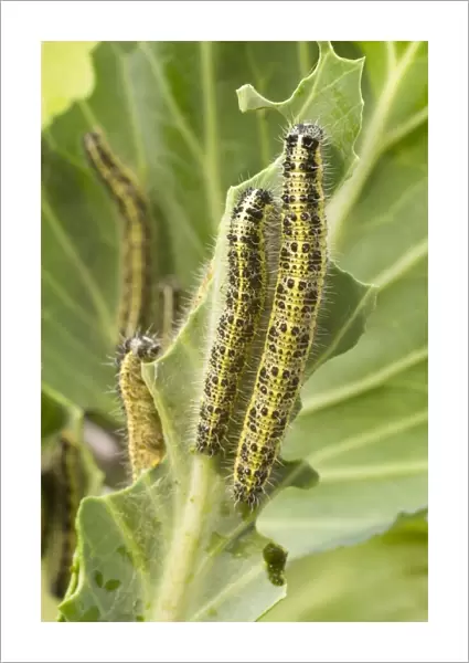 Large White Butterfly caterpillars feeding on cabbage. UK