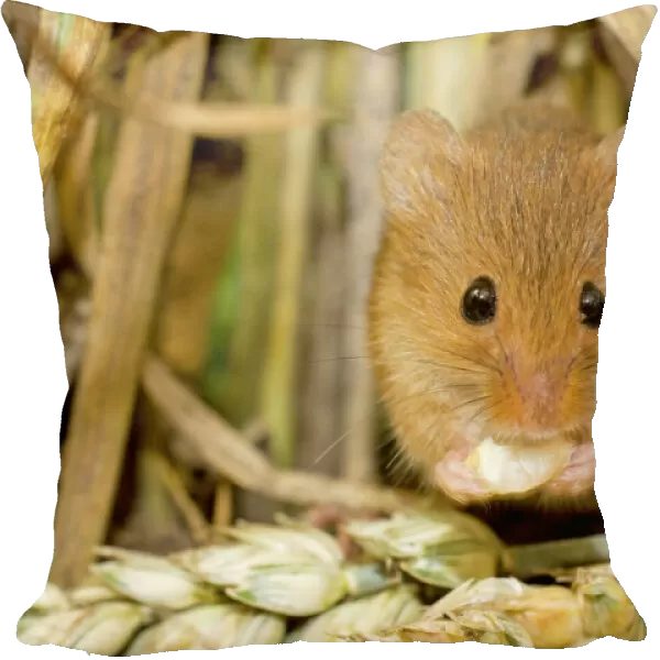 Harvest Mouse eating wheat seed. UK