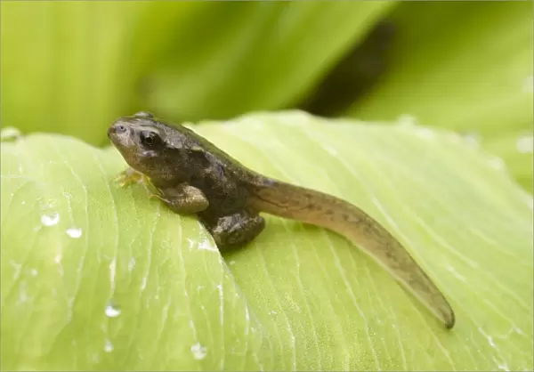 Common Frog tadpole. Late stage with legs. UK