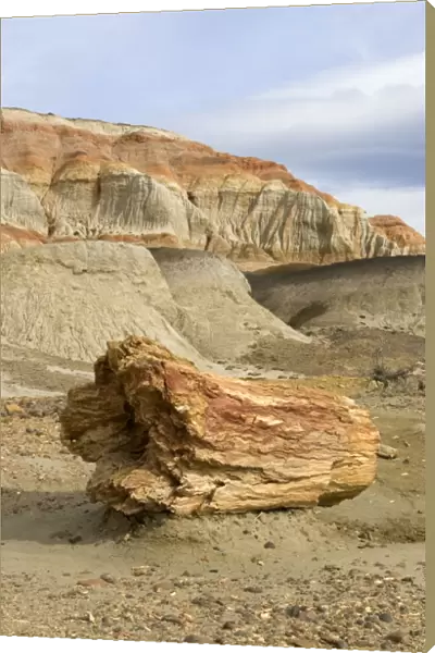 Fossil Wood - Sarmiento Petrified Forest Provincial Reserve. Petrified tree in Paleocene (Lower Tertiary) sedimentary rocks. Salamanquense Formation. Argentina - Province Chubut - Patagonia