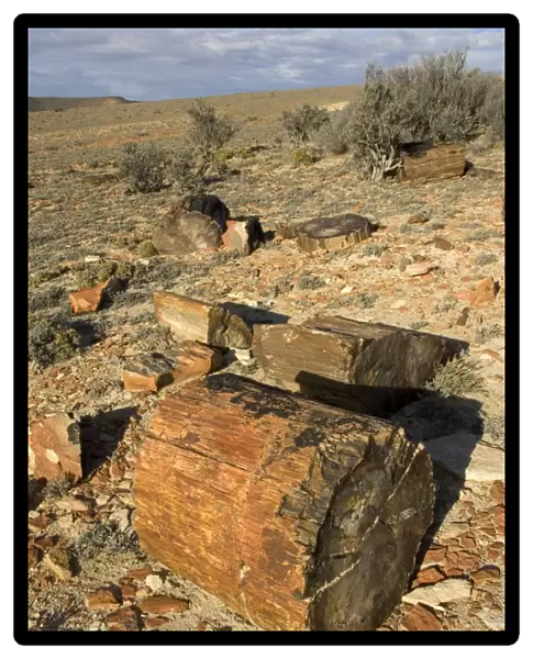 Argentina - Province Santa Cruz Petrified Forest National Park (located SW of the town of Jaramillo) Fossil trunks of Araucaria mirabilis Mid-Jurassic, about 140 million year old