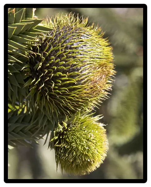 Araucaria  /  Monkey Puzzle  /  Chile Pine Tree - Female cones, top one near maturity Photographed in Neuquen Province, Argentina