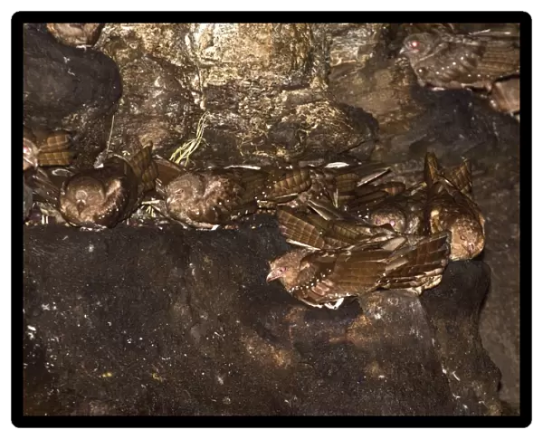 Oilbirds - Part of colony roosting on ledges - Dunston Cave - Asa Wright Centre - Trinidad