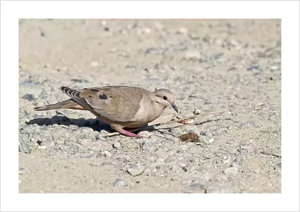 Eared dove - female on stony ground - Tobago