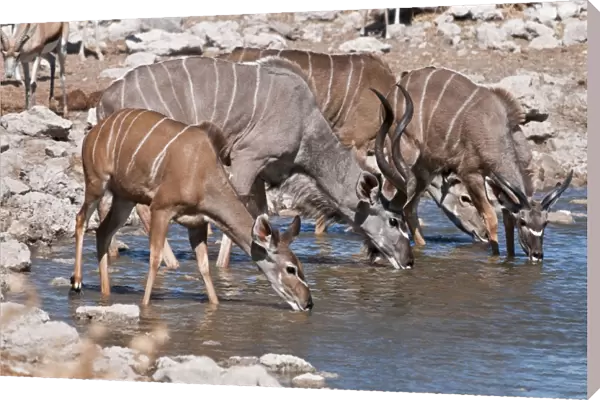 Greater kudu - group drinking at water hole - Etosha National Park - Namibia