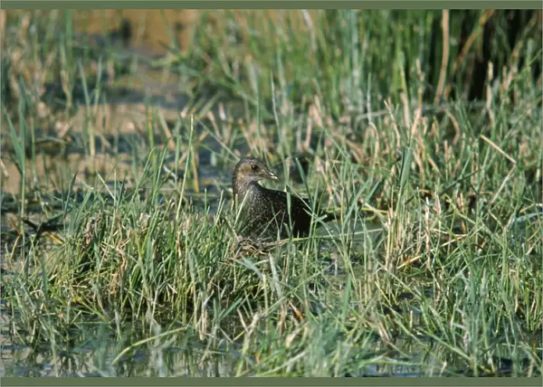 Spotted Crake - in grassy wetland