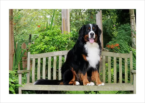 Bernese Mountain Dog - sitting on bench
