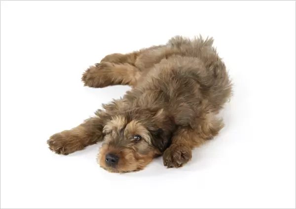 Briard Dog - puppy laying down