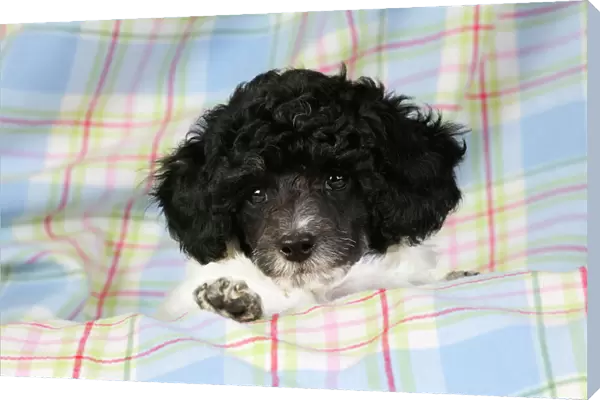Dog. Toy poodle (party colour, 9 weeks old)