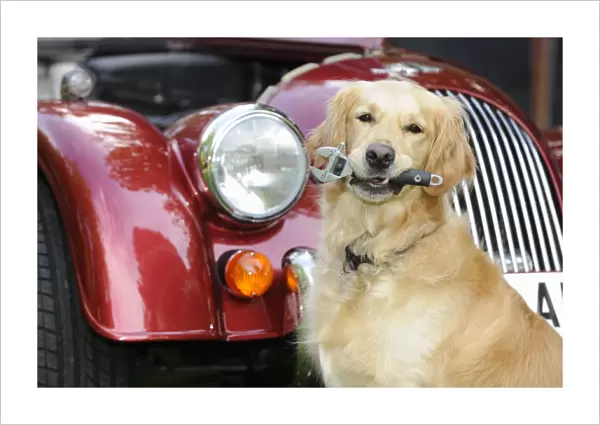 DOG. Golden retreiver holding spanner in front of car