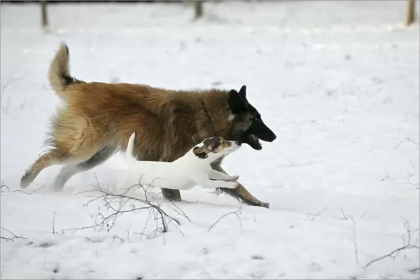 DOG. Jack russell terrier running alongside tervuren in the snow