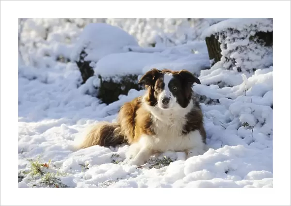 DOG. Border collie laying in the snow