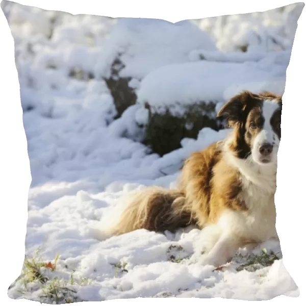 DOG. Border collie laying in the snow
