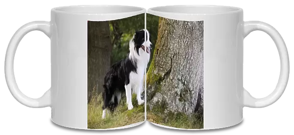 Dog. Border Collie standing by tree