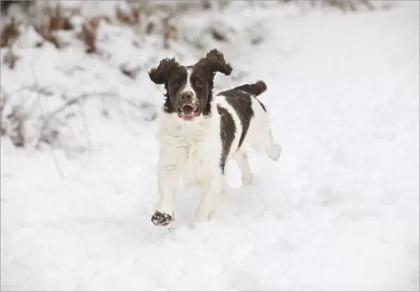 DOG. English springer spaniel running through the snow