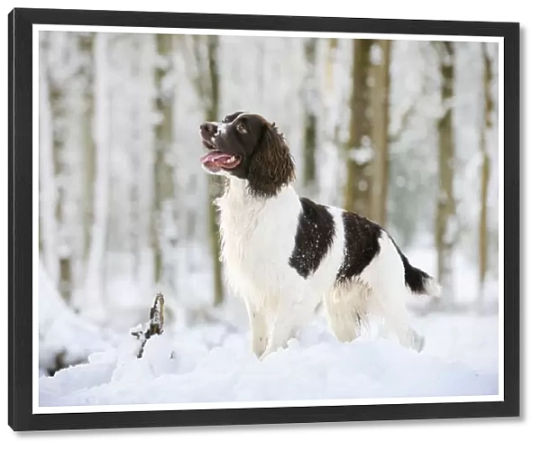 DOG. English springer spaniel standing in the snow