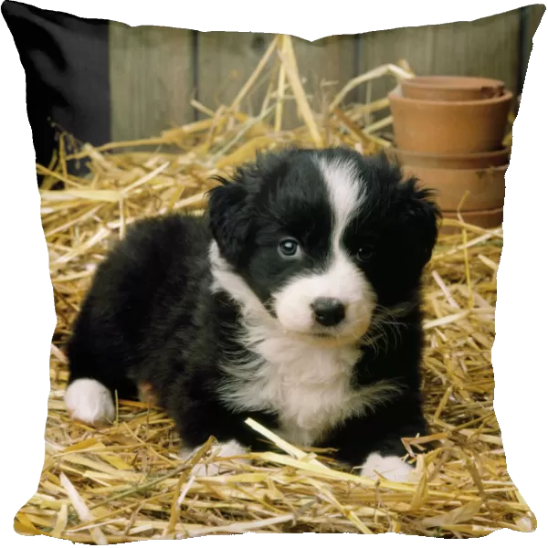 Border Collie Dog - puppy in straw