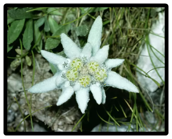 Edelweiss JLM 10576 Leontopodium alpinum © John Mason  /  ARDEA LONDON