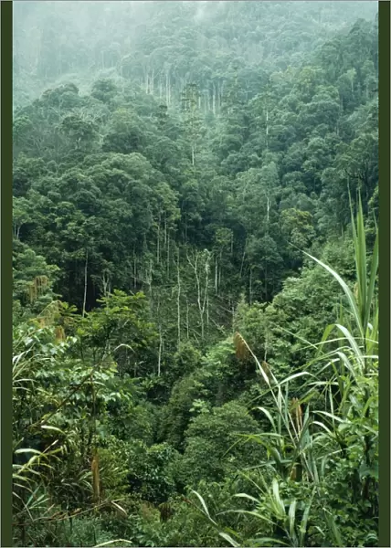 Rainforest Mt. Kaindi, Wau Papua New Guinea
