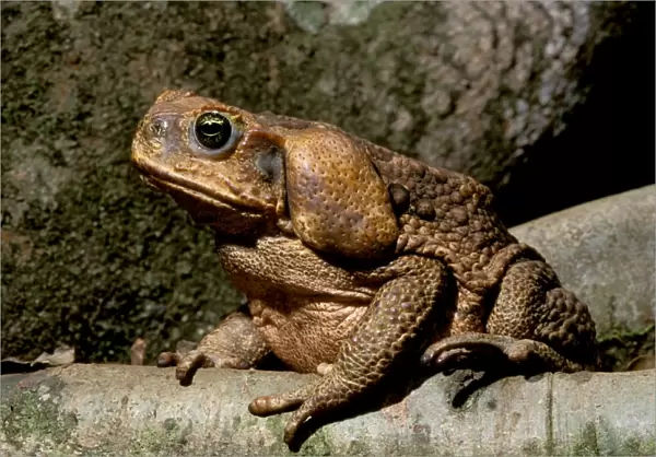 Cane /  Giant  /  Marine Toad - On rainforest floor - North Queensland - Australia JPF27776