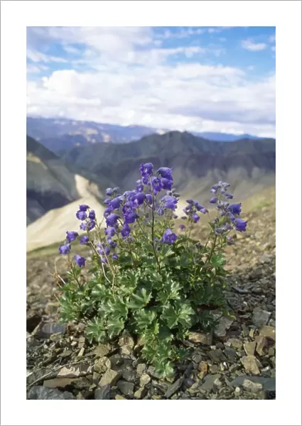 Delphinium Flowers - view across Ludus to Ladakh range Trans Himalaya, Jammu & Kashmir India