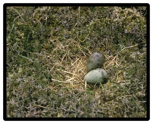 Arctic Skua - nest with eggs
