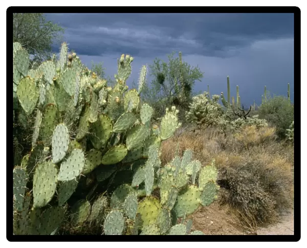 Prickly Pear Cactus Southeast Arizona