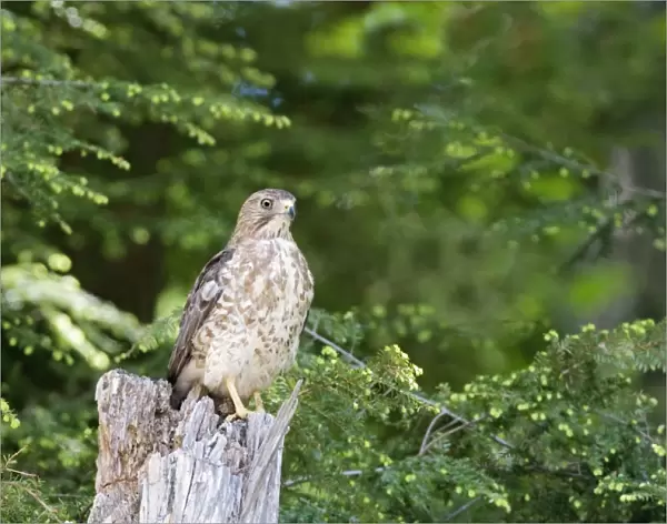 Broad-winged Hawk. MA in May. USA