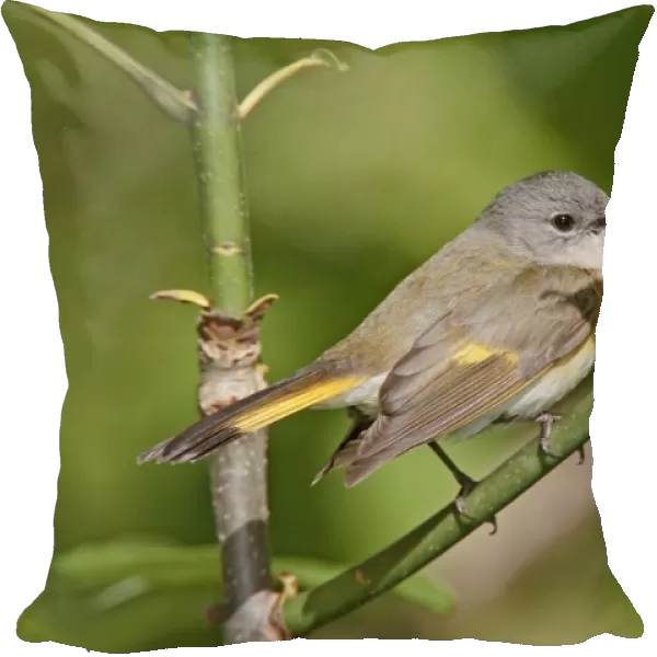 American Redstart - female - May - CT - USA