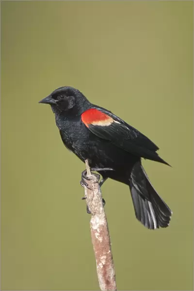 Red-winged Blackbird - male on territory in Spring. CT in May. USA