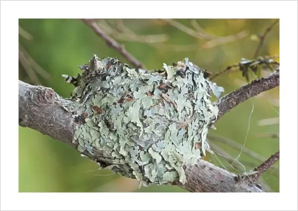 Bird Nest - Ruby-throated Hummingbird nest. Maine in July. USA