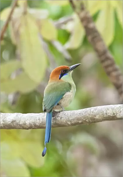 Russet-crowned Motmot. Nayarit Mexico in March