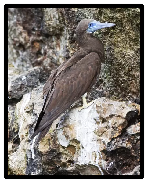 Brown Booby. Immature. A large seabird in the gannet family, Sulidae. Nayarit Mexico in April