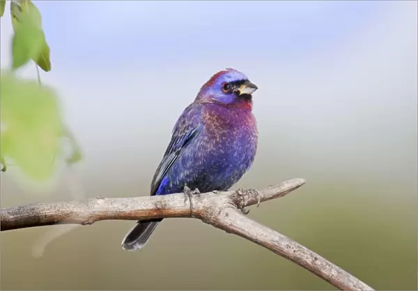 Varied Bunting. Nayarit Mexico in March