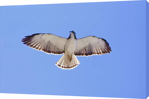 Short-tailed Hawk in flight with lizard prey. Adult. Nayarit Mexico in March