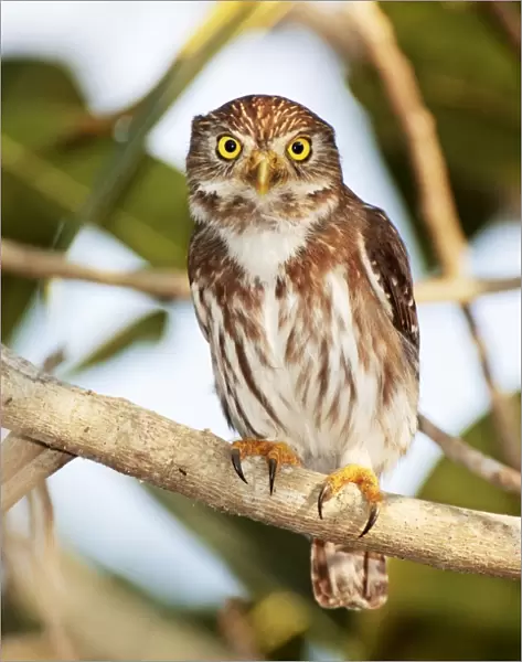 Ferruginous Pygmy-owl. Nayarit Mexico in March