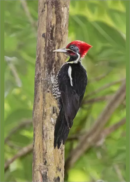 Lineated Woodpecker. Nayarit, Mexico in March