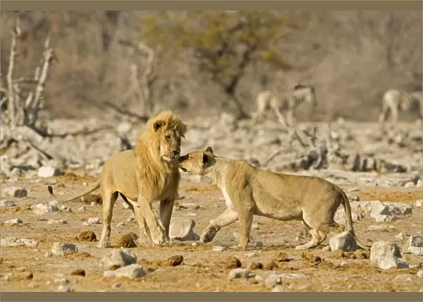 Lion Pride male and female mating display Etosha National Park, Namibia, Africa
