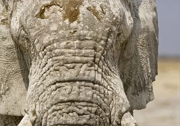 African Elephant - Portrait showing dried mud on the forehead - Etosha National Park - Namibia - Africa