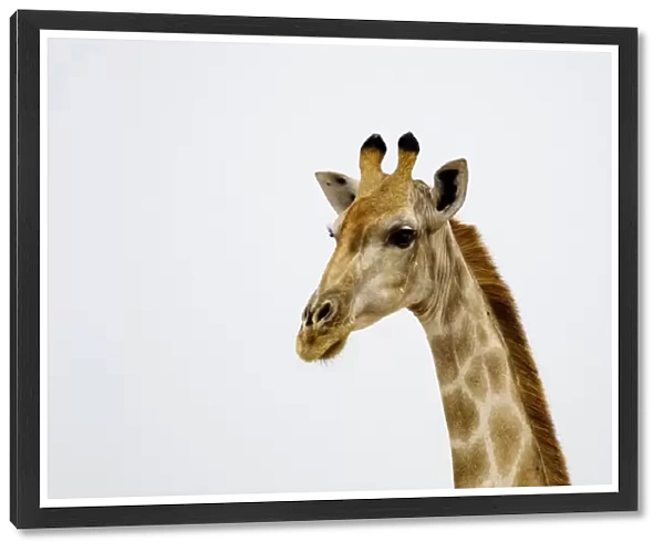 Giraffe - Etosha National Park - Namibia - Africa