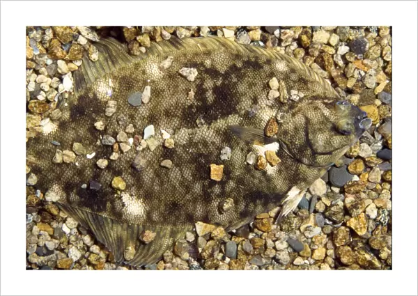 Atlantic  /  Winter Flounder - camouflaged