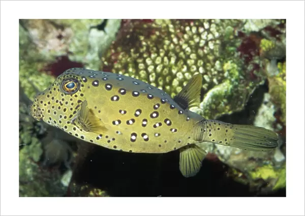 Yellow Boxfish Tropical Indo-Pacific