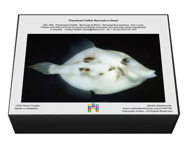 Planehead Filefish Bermuda to Brazil