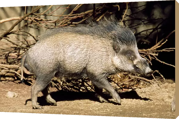 Visayan Warty Pig - male - central Philippines