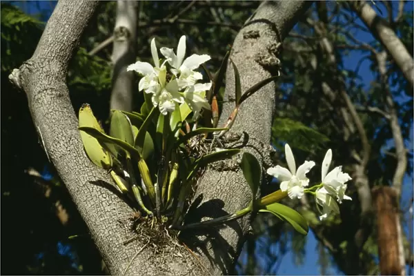 Epiphytic Arboreal Orchid in fork of tree