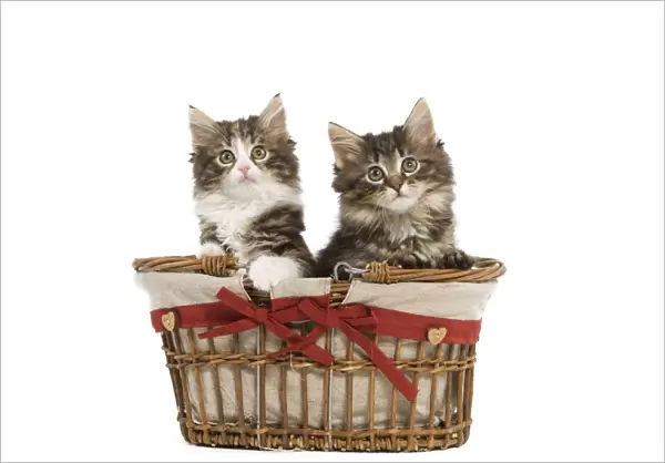 Norwegian Forest Cat  /  Norsk Skogkatt - two 8 week old kittens in wicker basket in studio