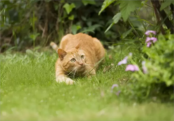 Cat - Ginger cat crouching in garden watching prey